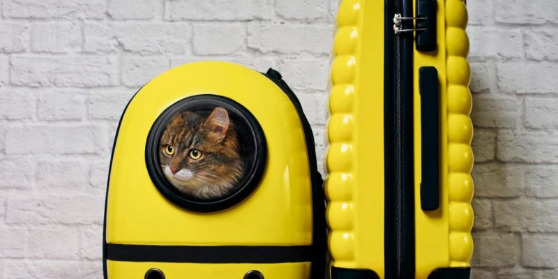 Portada-mascotas-Detalle